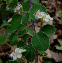 Cotoneaster nummularius