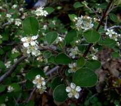 Cotoneaster nummularius