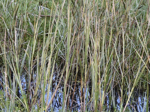 California Cordgrass (Sporobolus foliosus)