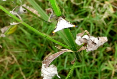 Acrosomoides acrosomoides