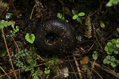 Powelliphanta annectens