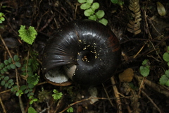 Powelliphanta annectens