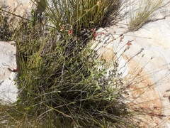 Indigofera paludicola