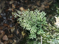 Hymenophyllum australe