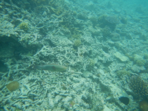 Sixband Parrotfish (Scarus frenatus)