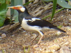 Gracupica floweri