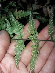 Parapolystichum acuminatum