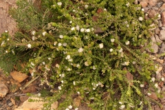 Phylica debilis debilis