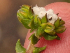 Phylica debilis debilis