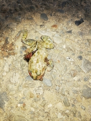 Pleurodema cinereum