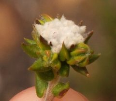 Phylica debilis debilis