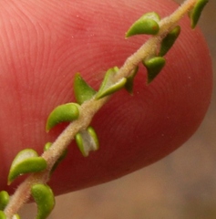 Phylica debilis debilis