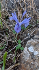 Iris vartanii