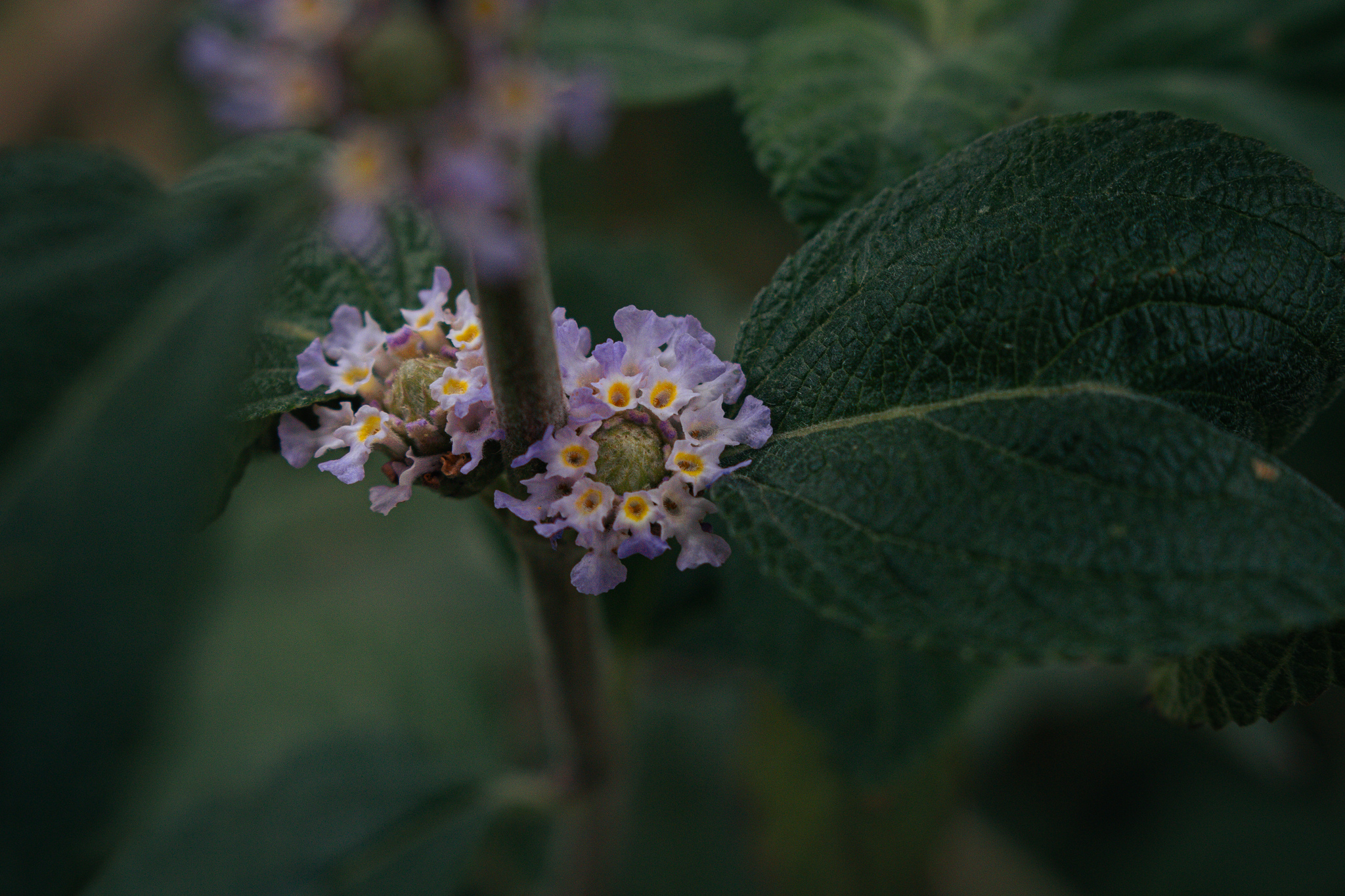 Lippia alba