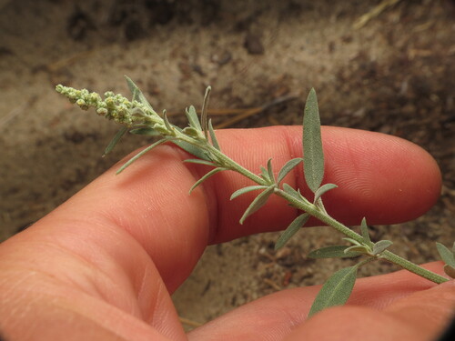 Chenopodium pratericola iNat (3)