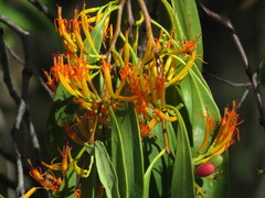 Dendrophthoe curvata