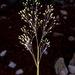 Colpodium biebersteinianum - Photo 由 Ron Frumkin 所上傳的 (c) Ron Frumkin，保留部份權利CC BY-NC