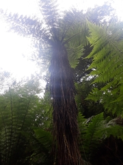 Cyathea marcescens