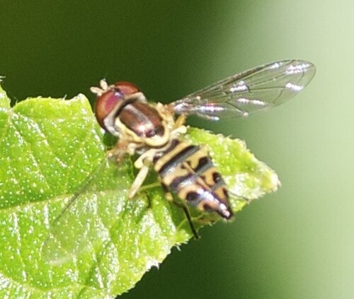 Unknown species found near Airlie, Wilmington, NC 28403, USA