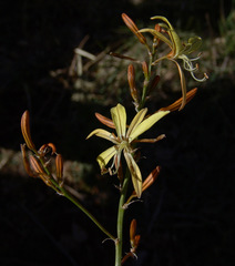 Asphodeline brevicaulis