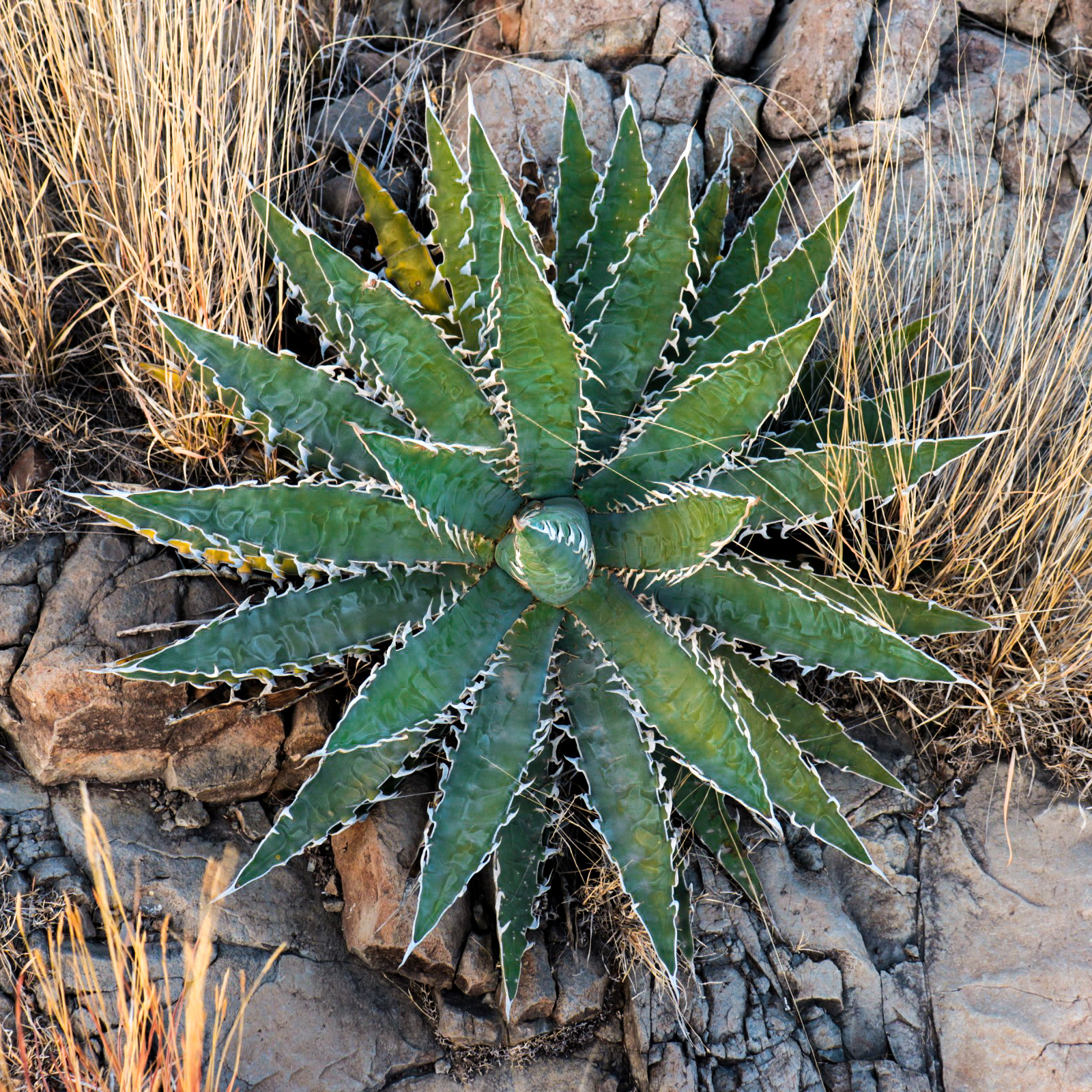 Agave xylonacantha