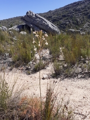 Tritoniopsis nervosa