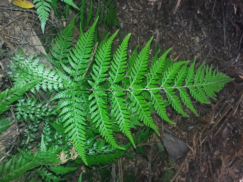 Image of Parapolystichum acuminatum by (c) Leon Perrie, some rights reserved (CC BY)