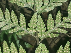 Parapolystichum acuminatum