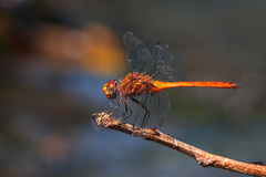 Elasmothemis aliciae