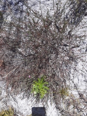 Indigofera filicaulis