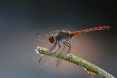 Elasmothemis cannacrioides
