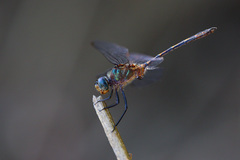 Elasmothemis constricta