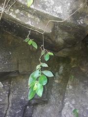Fieldia australis
