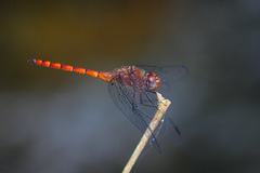 Elasmothemis cannacrioides