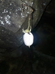 Fieldia australis