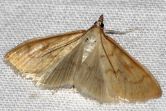 Paratalanta hyalinalis