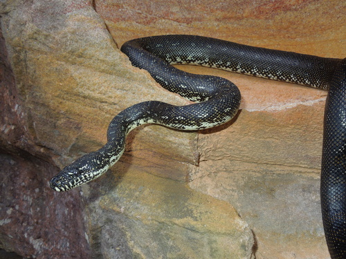 Diamond Python sighting