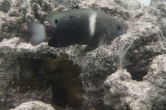 Chrysiptera biocellata