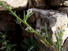 Lepidium sativum