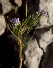 Lepidium sativum