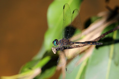 Elasmothemis constricta