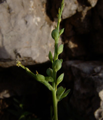 Lepidium sativum