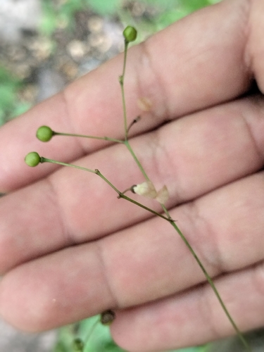 Talinum sonorae