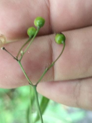 Talinum sonorae
