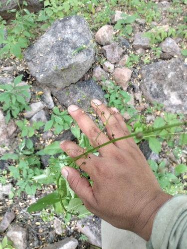 Talinum sonorae