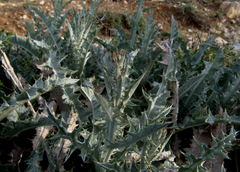 Centaurea onopordifolia