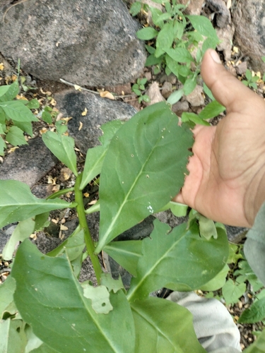 Talinum sonorae