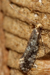 Nemapogon inconditella