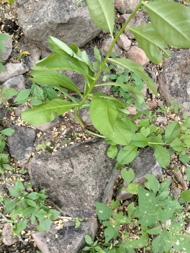Talinum sonorae
