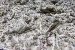 Canthigaster bennetti